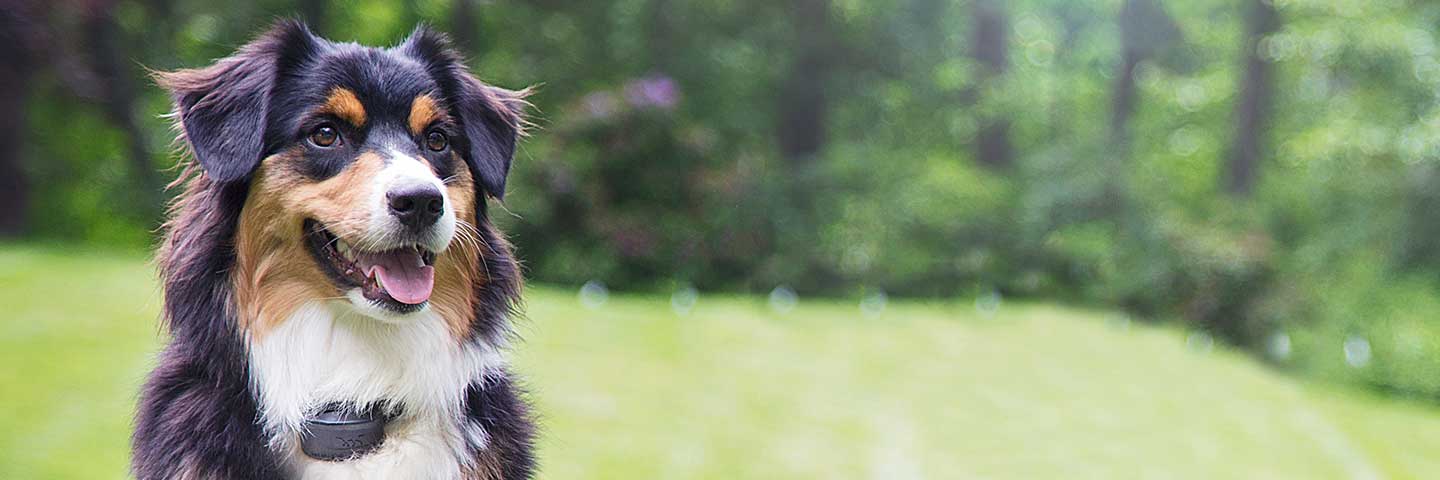 Special Offers DogWatch Systems, Bolton, Massachusetts | Special Offers Footer Image Image