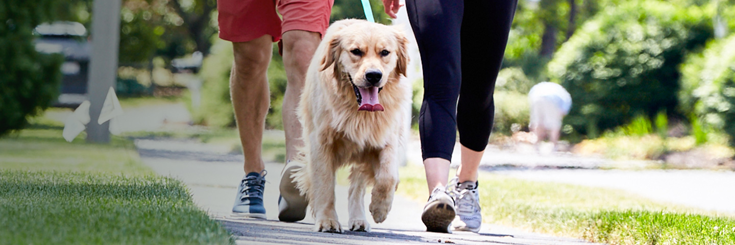 DogWatch Systems, Bolton, Massachusetts | SideWalker Leash Trainer Slider Image