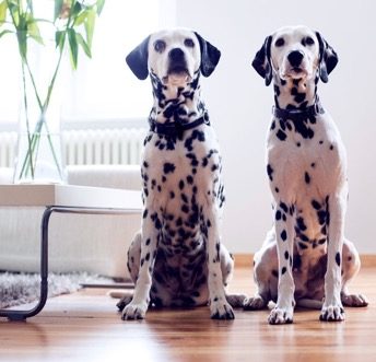 indoor pet boundaries