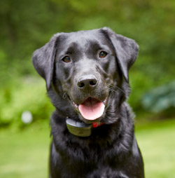 dw-dealer-product-outdoor-cta DogWatch Systems, Bolton, Massachusetts | ProFenceX™ Contact Us Image
